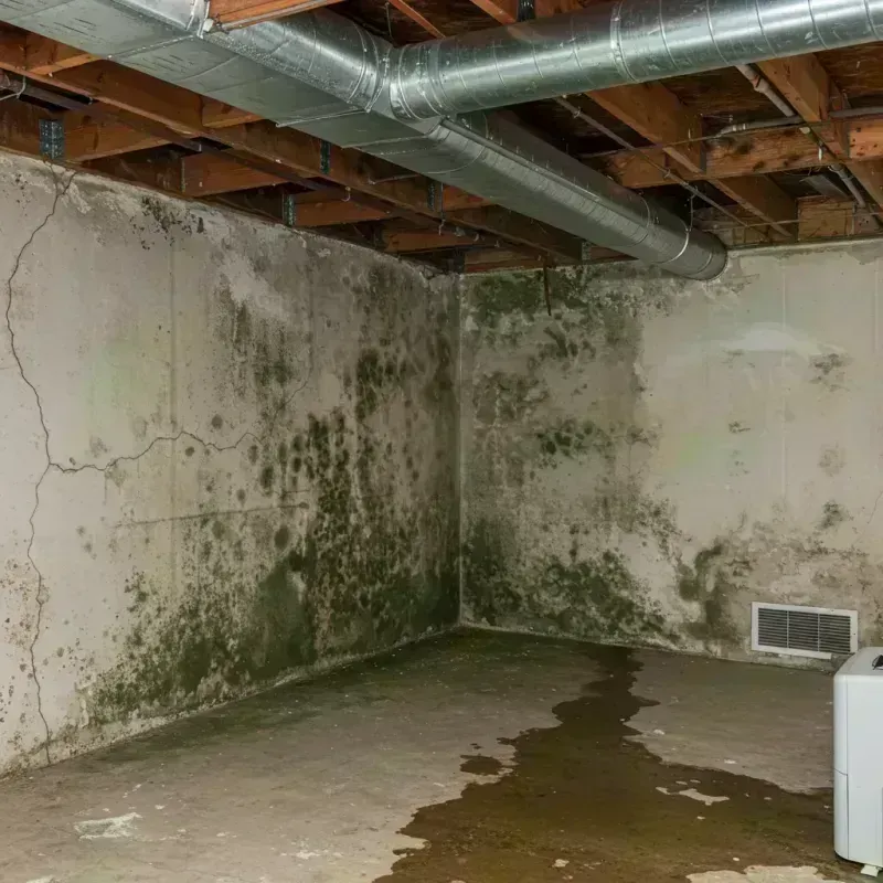 Professional Mold Removal in Fifth Street, TX